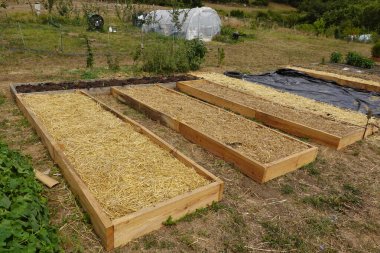 Taze ot yetiştirilmiş bahçe yatakları toprak sağlığını iyileştirir, yabani otları bastırır ve permakültür bahçesindeki nemi korur.