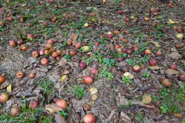 Yere saçılmış elmalar, organik çürüme kahverengi sonbahar yaprakları ve yeşil çimenler arasında doğal olarak meydana geliyor.