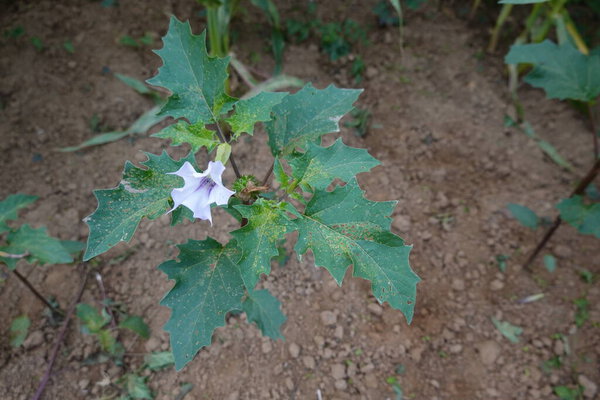 Растение сорняков, растущее на пашне, с характерным белым цветком в форме трубы и зазубренными листьями