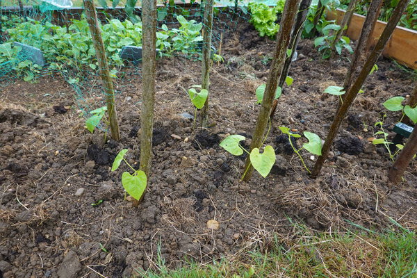 Young climbing bean seedlings with heart-shaped leaves growing in rich soil, supported by wooden stakes in a home vegetable garden