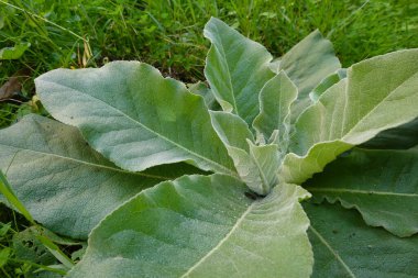 Mullein bitkisi büyük, kadifemsi yeşil yapraklar sergiliyor. Bazal bir roset oluşturuyor, doğal ortamlarda gelişiyor.