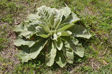 Yerdeki yumuşak yumuşak kadife yapraklardan oluşan mullein bazal roseti doğal ışık altında, vahşi bitkisel yaprakların detaylı yakın çekimi