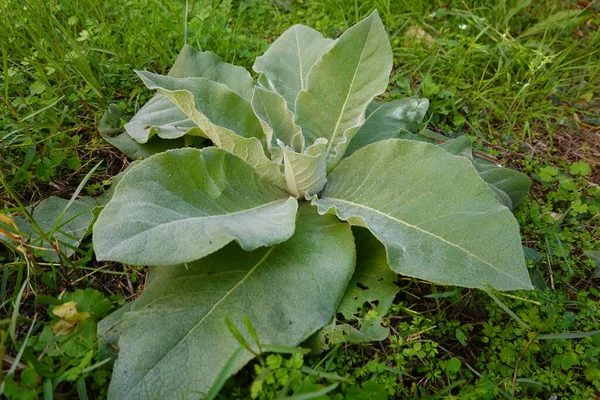 Mullein bitkisi, yerdeki diğer vahşi yapraklar arasında geniş, kadife yeşil yapraklarla bazal bir roset oluşturuyor.
