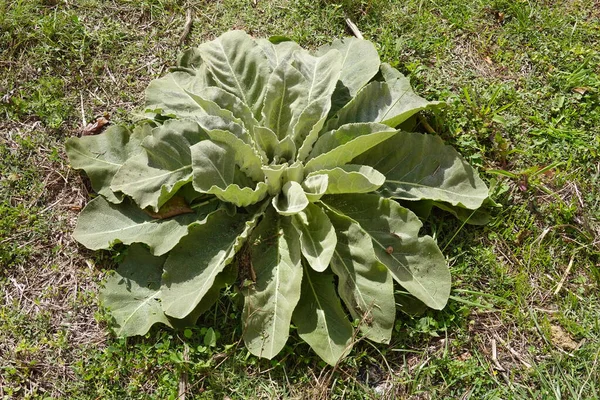 Yerdeki yumuşak yumuşak kadife yapraklardan oluşan mullein bazal roseti doğal ışık altında, vahşi bitkisel yaprakların detaylı yakın çekimi