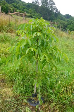 Yeşil alanda yetişen ceviz fidanı sağlıklı yaprak ve gövde gösteriyor. Yeni yaşamı, büyümeyi ve tarımı simgeliyor.