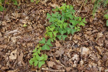 Kuru kahverengi orman yapraklarından oluşan bir yataktan çıkan Oxalis yaprakları yaşamı, büyümeyi ve doğanın döngüsünü sembolize eder.