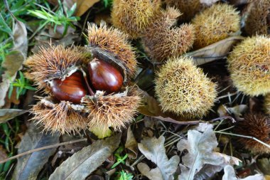 Kurumuş yapraklarla çevrili dikenli dikenlerden patlayan kestaneler, sonbahar hasadını ve taze yiyecekleri simgeliyor.