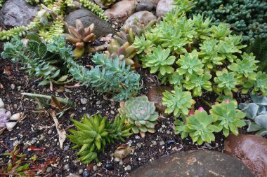 Çeşitli sulu bitkiler, canlı yeşil yapraklarını ve eşsiz dokularını sergileyerek, bir kaya bahçesi ortamında gelişir.
