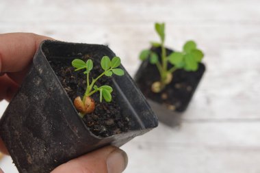 Bir çiftçinin elinde tuttuğu bir saksının içinde büyüyen küçük bir yerfıstığı bitkisinin yakın çekimi, fıstık yetiştirmenin ilk aşamalarını gözler önüne seriyor.