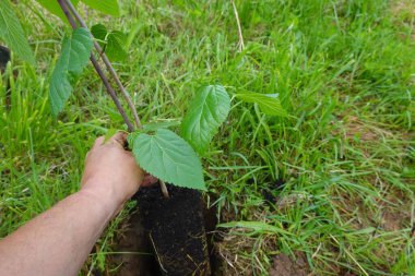 Kökleri görünen bir dut tohumu dikmek ve çimenli bir bahçede toprak yetiştirmek büyümeyi ve bahçıvanlığı simgeliyor.
