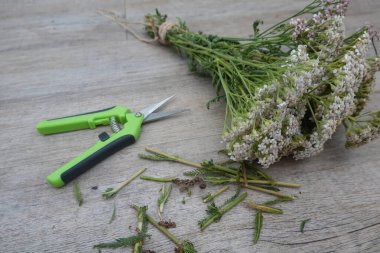 Kurumaya hazır, budama makası ve ahşap bir yüzey üzerinde budanmış sapları olan bir bukete bağlanmış yabani ot çiçekleri.