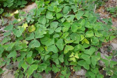 Oxalis wood sorrel with heart-shaped leaves creating a lush, vibrant green groundcover across woodland soil and leaf litter