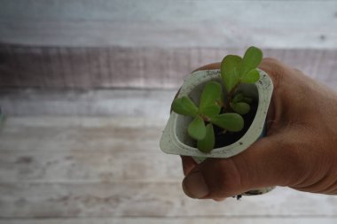 Beyaz geri dönüştürülmüş yoğurt kabında büyüyen küçük bir purslane tohumu, yeni büyümeyi ve sürdürülebilir bahçıvanlığı sembolize ediyor.