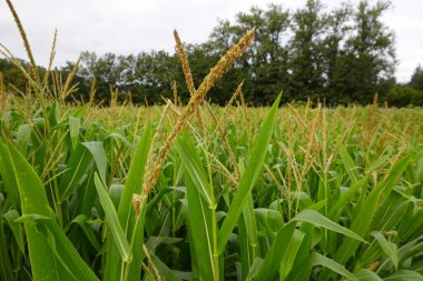 Uçsuz bucaksız bir tarlayı dolduran yeşil mısır bitkileri bulutlu bir gökyüzünde görülebilen püsküllerle sıkıca büyüyorlar. Tarım ve kırsal doğa kavramı