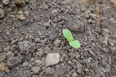 Topraktan çıkan yeşil filizler büyümeyi, yeni bir başlangıcı ve doğadaki potansiyeli simgeliyor.