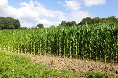 Canlı yeşil mısır tarlaları tarım ve gıda üretimini temsil eden bir tarlada gelişiyor.