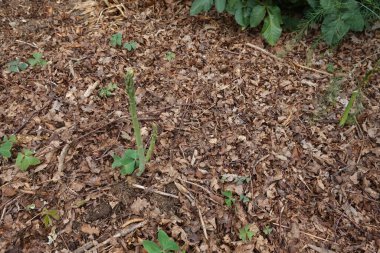 Kuru yapraklar ve küçük oksalis bitkileriyle çevrili orman tabanından taze kuşkonmaz filizleri yükseliyor.