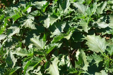 Canlı yeşil deniz yosunu bitkilerinin yakın plan görüntüleri bir alanda gelişiyor, farklı yeşillik ve büyüme şekillerini vurguluyor.