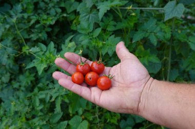 Elinde taze kırmızı kiraz domatesleri, organik bahçıvanlığı, ev hasadını ve sebze bitkisinden sağlıklı beslenmeyi gösteriyor.