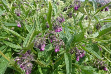 Symphytum officinale, bilinen adıyla Comfrey, mor-pembe çan şeklinde çiçekler ve dokulu yeşil yapraklar sergiliyor.