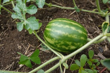 Sarmaşığında olgunlaşan karpuz meyvesi, organik bir bahçede yeşil deri ve karakteristik çizgiler gösteriyor.
