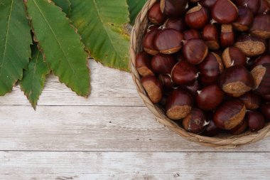 Taze hasat edilmiş kestaneler, güz hasadını simgeleyen, kır ağacından bir arka planda yeşil kestane yapraklarıyla örülmüş hasat sepetini dolduruyor.