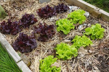 Sebze bahçesinde yetişen taze kırmızı ve yeşil marul bitkileri saman samanı ile sağlıklı toprak ve su korunumunu teşvik eder.