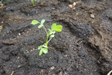 Küçük yerfıstığı bitkisi zengin, karanlık topraklarda gelişiyor, sürdürülebilir tarım uygulamalarında bol miktarda hasat potansiyelinin sinyallerini veriyor.