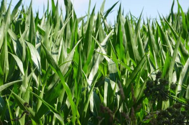 Berrak mavi bir gökyüzünün altında uzanan yemyeşil mısır tarlası, sağlıklı saplar ve yapraklar bol yaz mahsulü büyümesini ve tarım canlılığını simgeliyor.