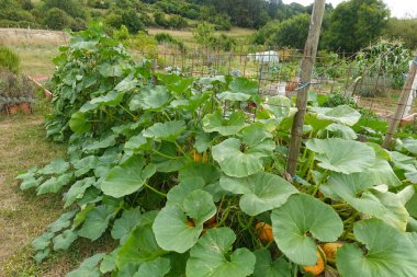 Evde sebze bahçesinde yemyeşil yapraklarla çevrili bir sarmaşıkta büyüyen balkabakları. Kırsal tarım ve hasat