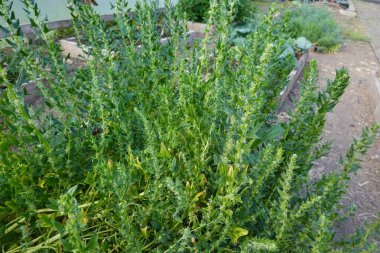 Ispanak bitkilerini sürgüler sağlıklı bir bahçe yatağında çiçek ve tohum üretir, organik sebzeler için yetiştirilir.