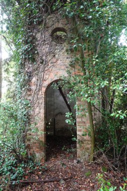 Doğa terk edilmiş tuğla bir yapıyı geri istiyor. Duvarı sarmaşık kaplıyor ve dallar boşluklardan büyüyor.