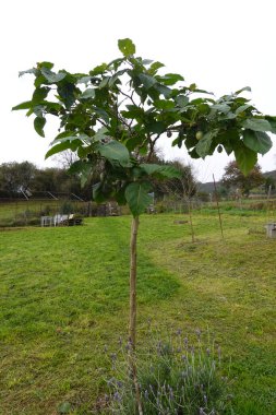 Tamarillo ağacı, lavantalı doğal bir bahçe ortamında büyük yeşil yapraklar ve küçük meyveler sergiliyor.