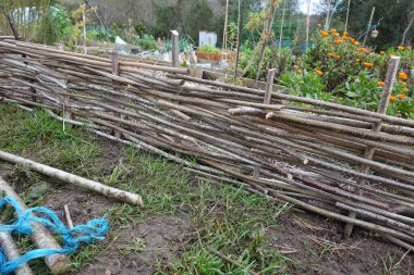 Fındık ağacından yapılma çitler yeşil bitkiler ve turuncu takvimlerden oluşan yükseltilmiş bir bahçe için doğal bir bariyer oluşturuyor.
