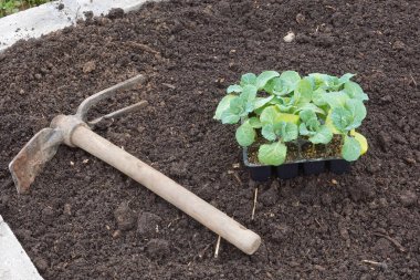 Bahçe çapasıyla dolu tepside lahana tohumları zengin organik toprağa, bahar tarımına ekilmeye hazırlanıyor.