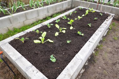 Yeşil sebze fideleri tutan taze, koyu toprak kaplı tuğla kaldırılmış yataklar, arka bahçe ekimini ve yiyecek ekimini gösteriyor.