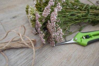 Bahçe makası ve jüt sicimle ahşap yüzeyde yatan kiraz çiçekleri kırsal bir çiçek aranjmanına hazırlanıyor.
