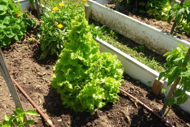 Yeşiller yemyeşil bir marul yükseltilmiş bir bahçe yatağında gelişir ve sağlıklı büyümeyi teşvik eden verimli bir sulama sisteminden faydalanır.