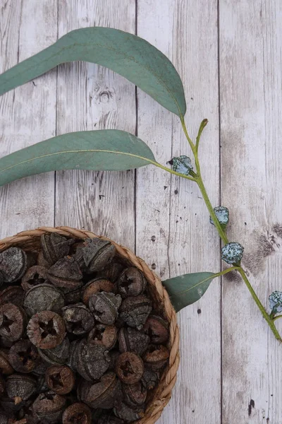 Örülmüş sepetteki okaliptüs gumpları ve okaliptüs yaprakları kırsal beyazlatılmış ahşap bir yüzey üzerinde doğal bir botanik bileşimi oluşturur.