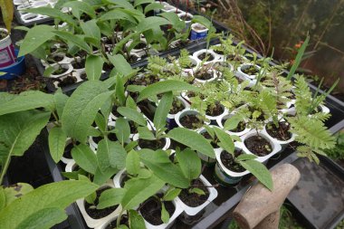 Kozalak ve eğreltiotu çeşitleri de dahil olmak üzere tohumlar, sera ortamındaki tepsilerin içinde yeniden amaçlanmış kaplarda çoğalıyorlar.