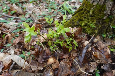 Yaban mersini bitkileri ilkbaharın başlarında düşmüş kahverengi yapraklar ve yosunlar arasında ortaya çıkarak doğal orman habitatında yeni bir büyüme gösterirler.