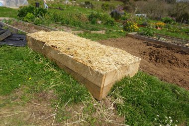 Saman ile dolu ahşap bahçe yatağı, yabani otları önler ve organik sebze tarlasında nemi korur.