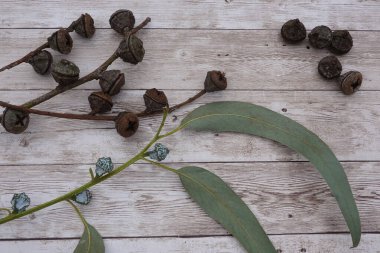 Okaliptüs gumutları, kurutulmuş tohum kabukları ve yeşil yapraklar Avustralya 'nın yerli bitkilerini sergiliyorlar.