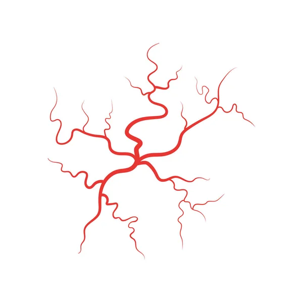 Vene umane rosso vaso sanguigno vettoriale illustrazione — Vettoriale Stock