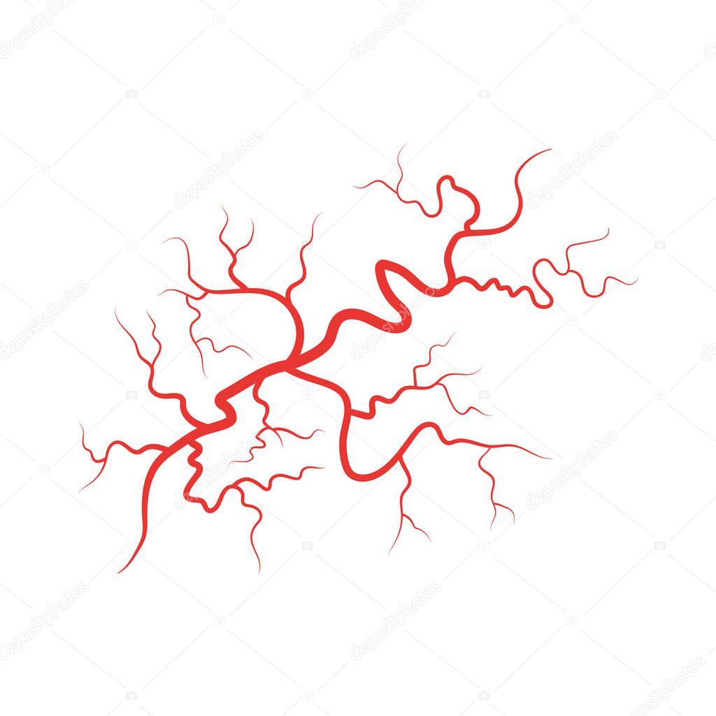 Human veins red blood vessel vector illustration