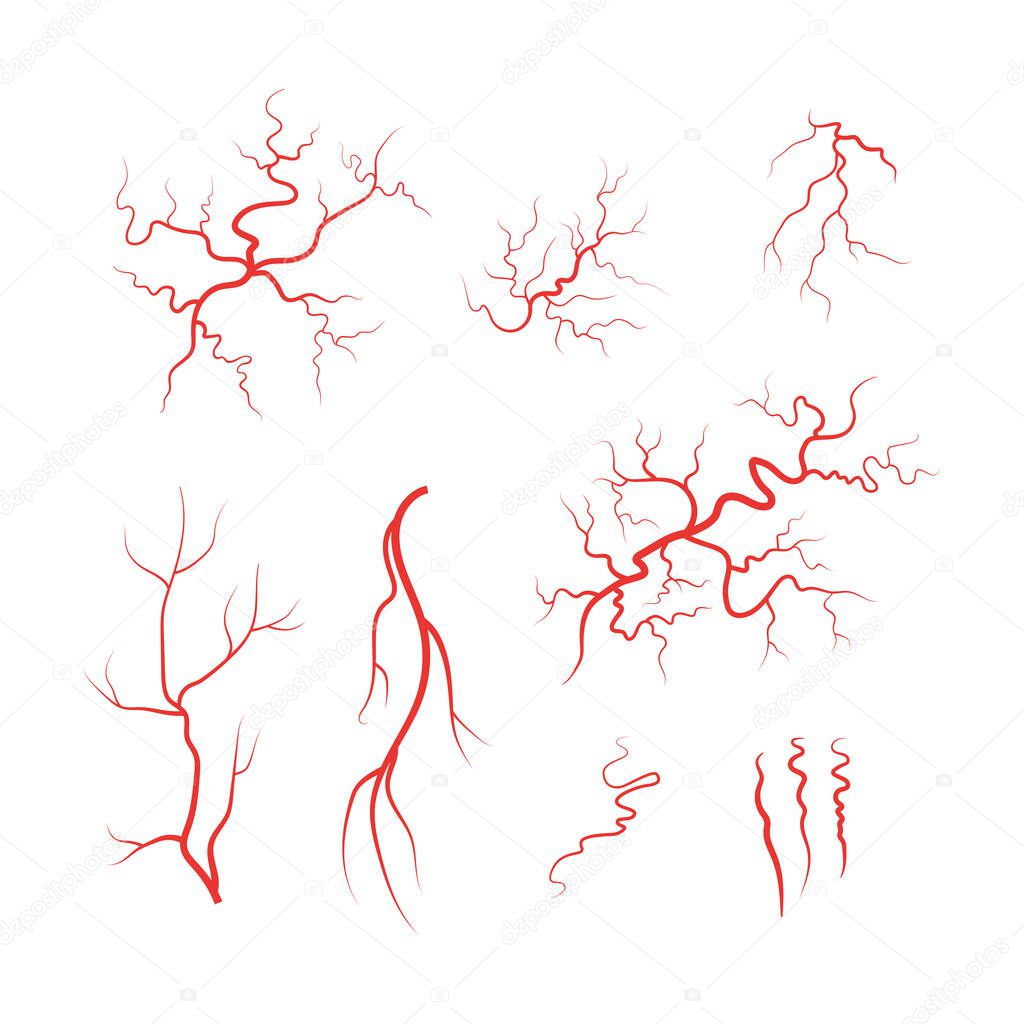Human veins red blood vessel set vector