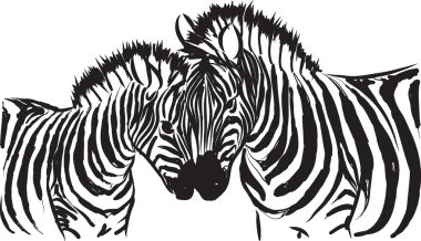 siyah ve beyaz zebra illüstrasyon