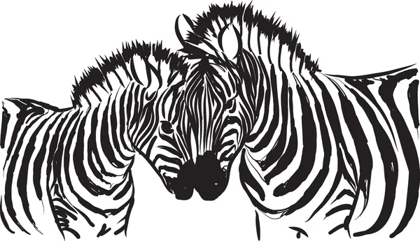 Zebra czarno-biały ilustracja — Wektor stockowy