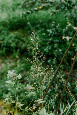Narin bir bitkinin üzerindeki küçük beyaz tomurcuklar yemyeşil yaprakların yumuşak, bulanık arka planına karşı gelişir. Bu doğal manzara, vahşi bir ortamda organik büyüme ve güzelliği yakalar..
