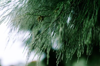Hiç bitmeyen yeşil bir ağacın narin yeşil yapraklarını yakından görmek rahatlatıcı doğal bir arka plan dokusu yaratır. Yumuşak ışık sallanan dalları aydınlatır..